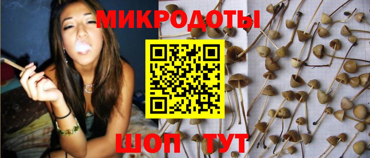 Галлюциногенные грибы Psilocybe Тулун